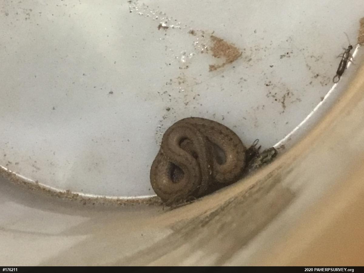 Dekay's Brownsnake