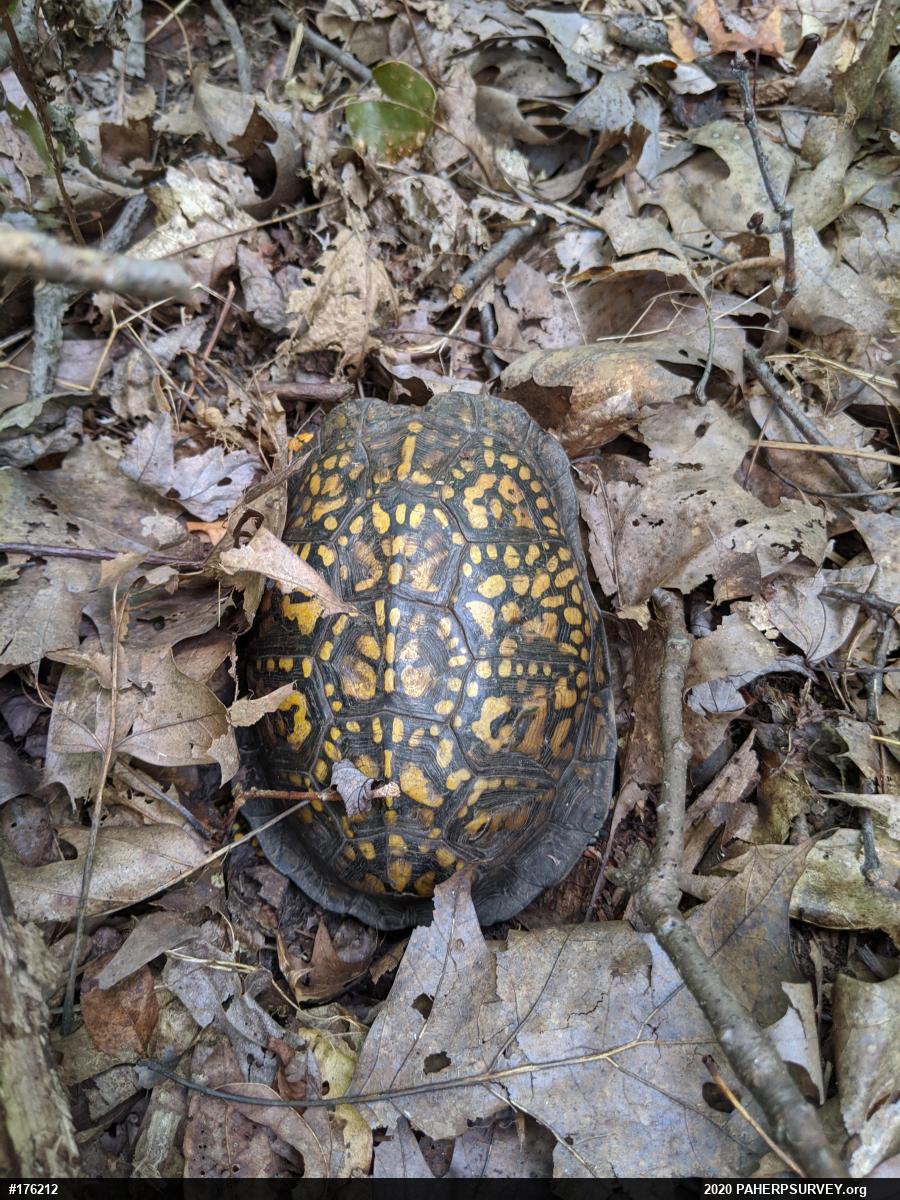 Eastern Box Turtle