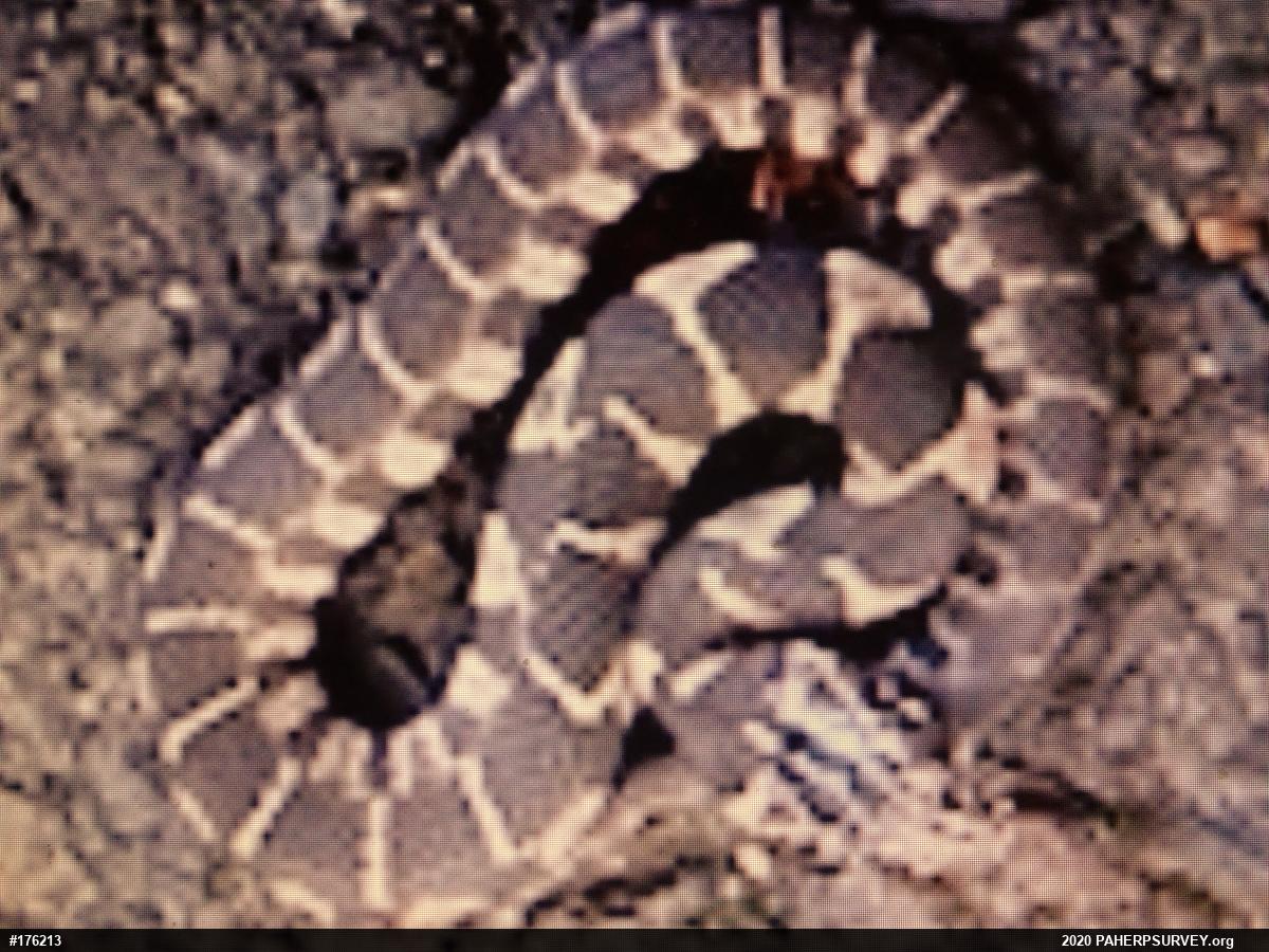 Northern Watersnake