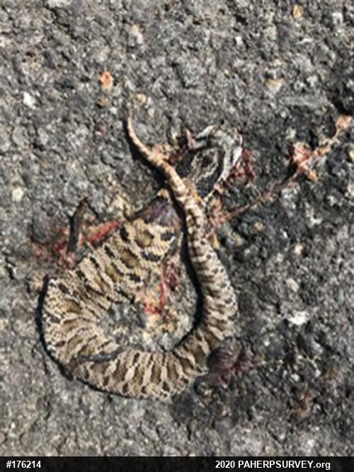 Eastern Hog-nosed Snake