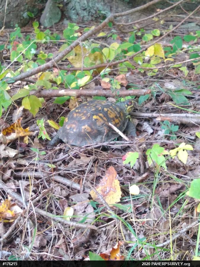 Eastern Box Turtle