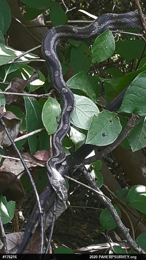 Eastern Ratsnake