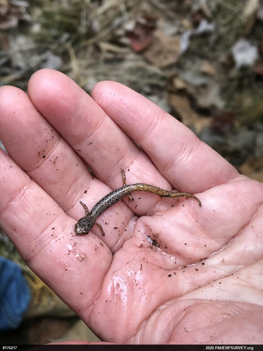 Four-toed Salamander