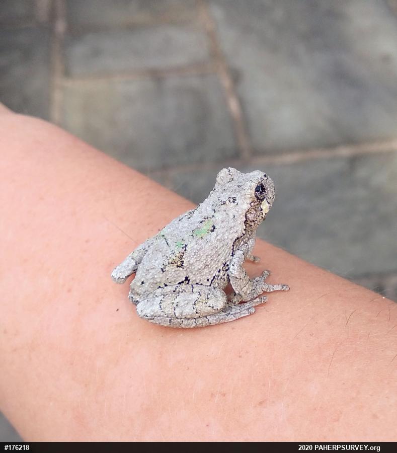 Unknown Gray Treefrog