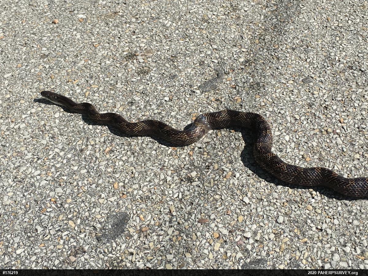 Eastern Ratsnake