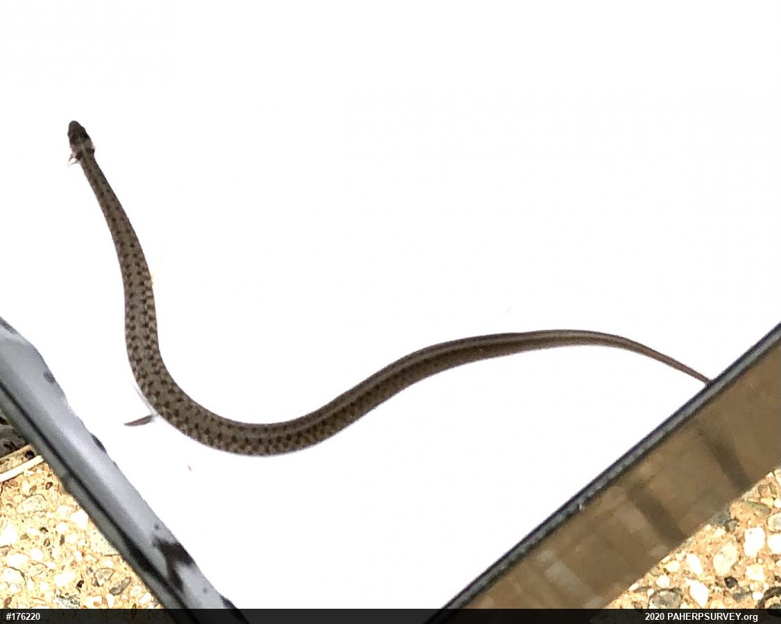 Dekay's Brownsnake