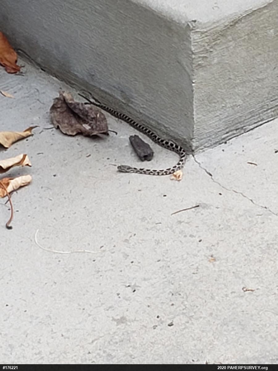 Eastern Ratsnake