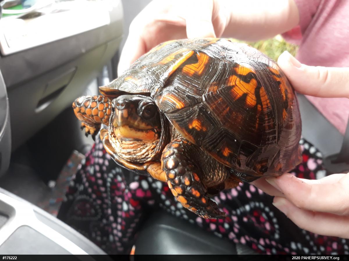 Eastern Box Turtle