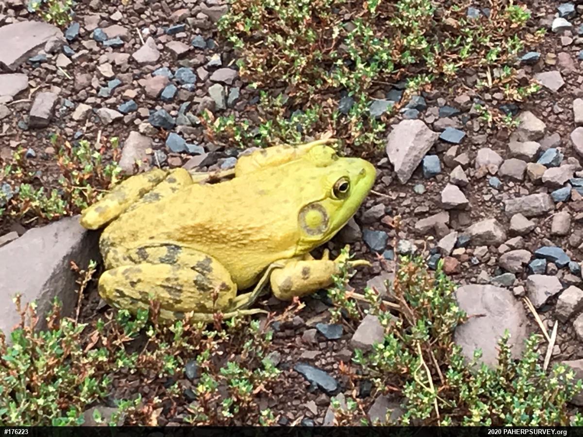 American Bullfrog