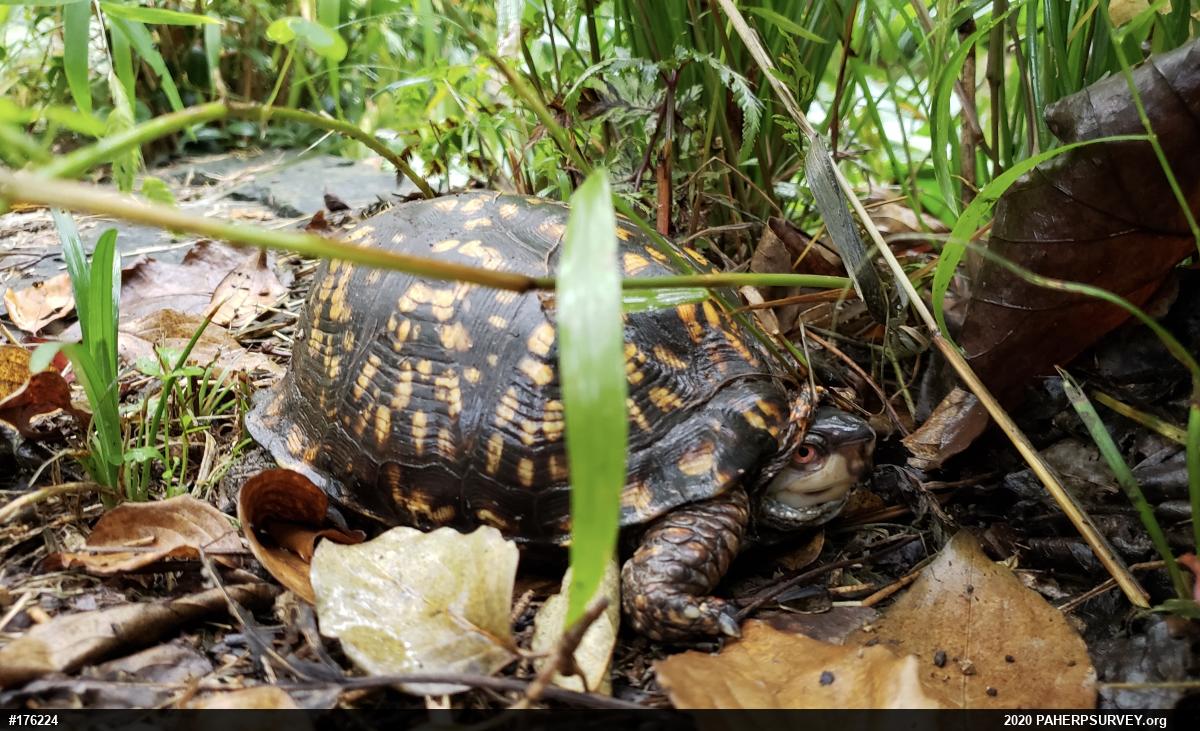 Eastern Box Turtle