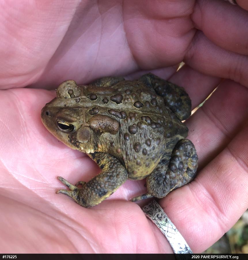 Eastern American Toad