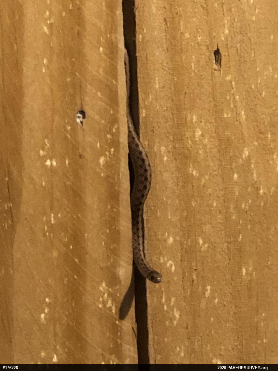 Dekay's Brownsnake