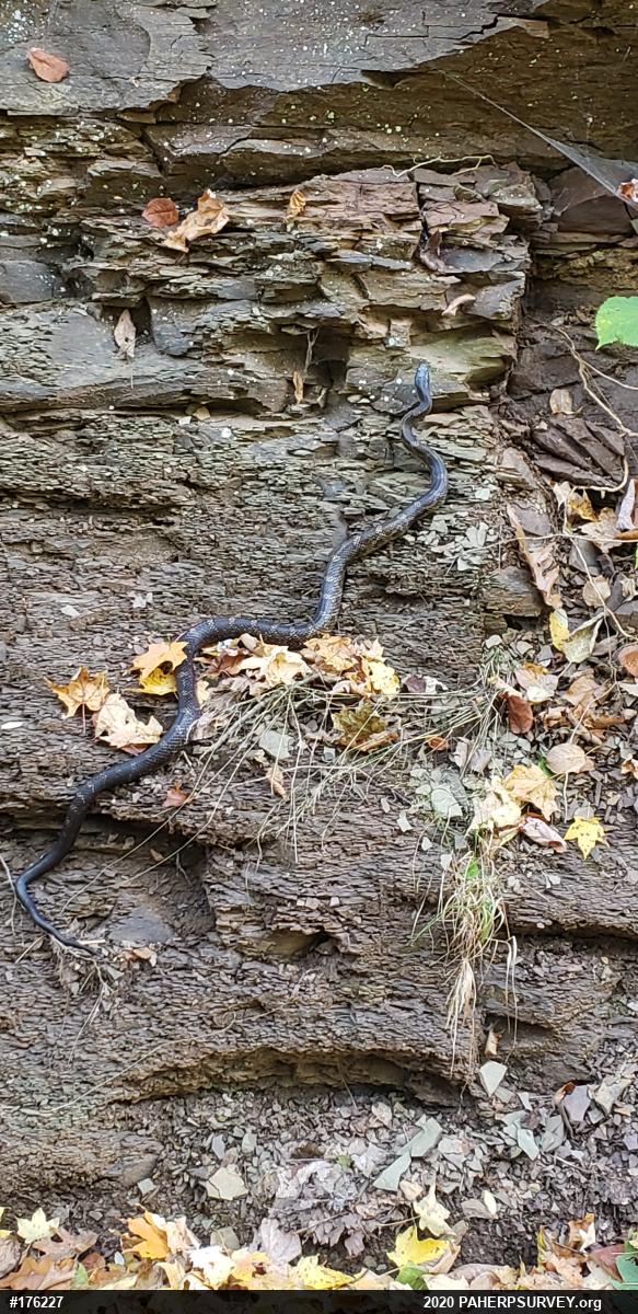 Eastern Ratsnake