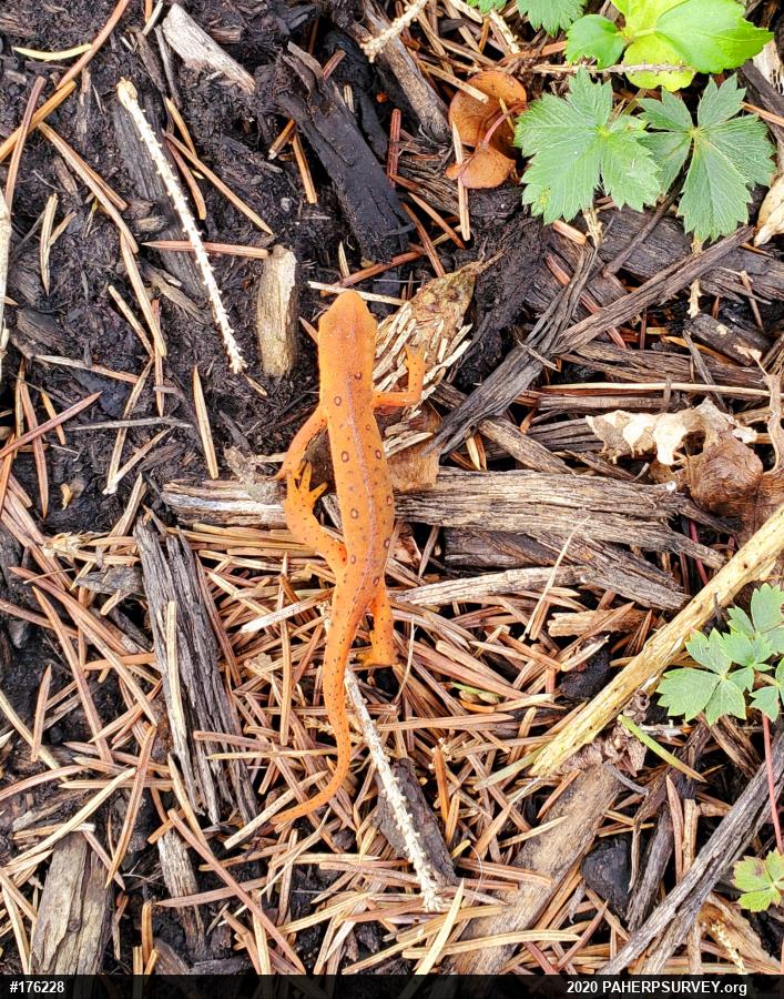 Red-spotted Newt