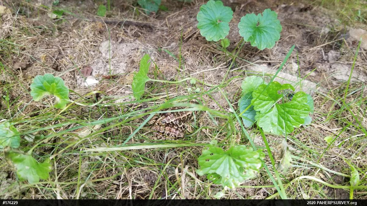 Pickerel Frog