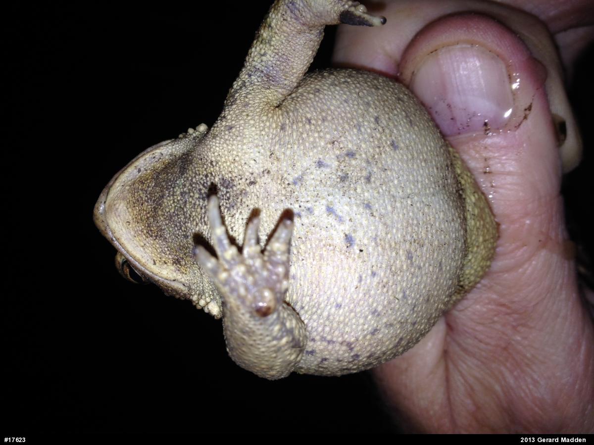 Eastern American Toad