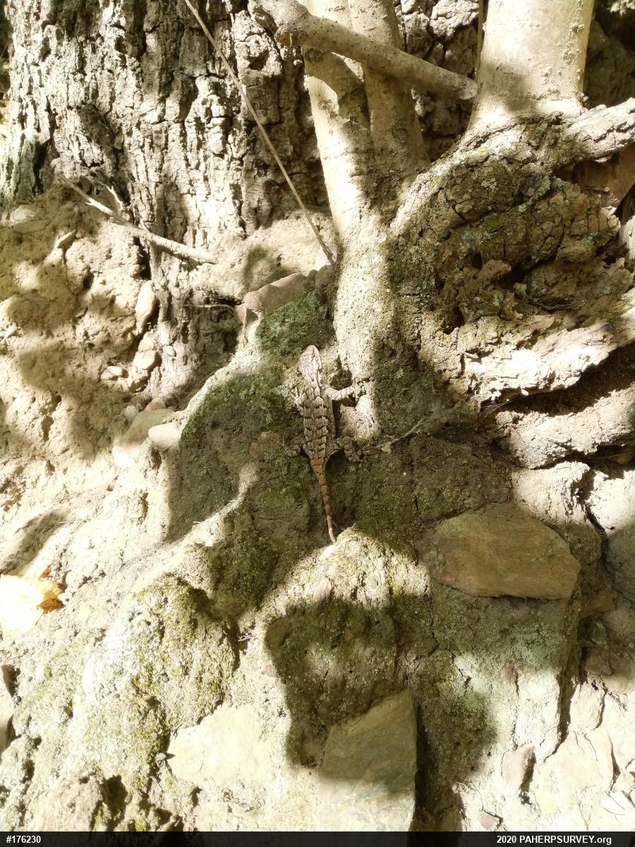 Eastern Fence Lizard