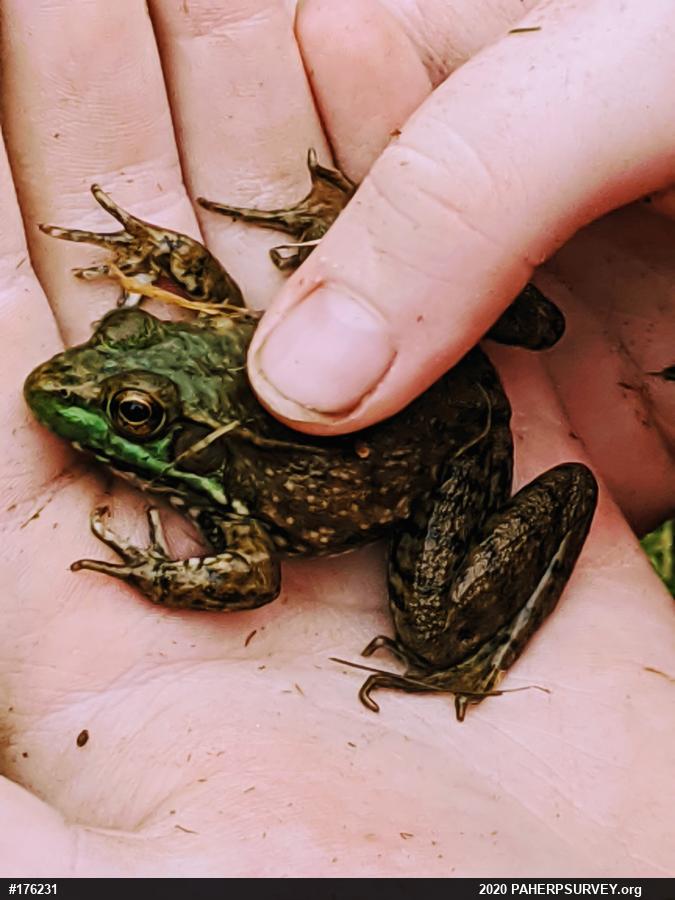 Green Frog