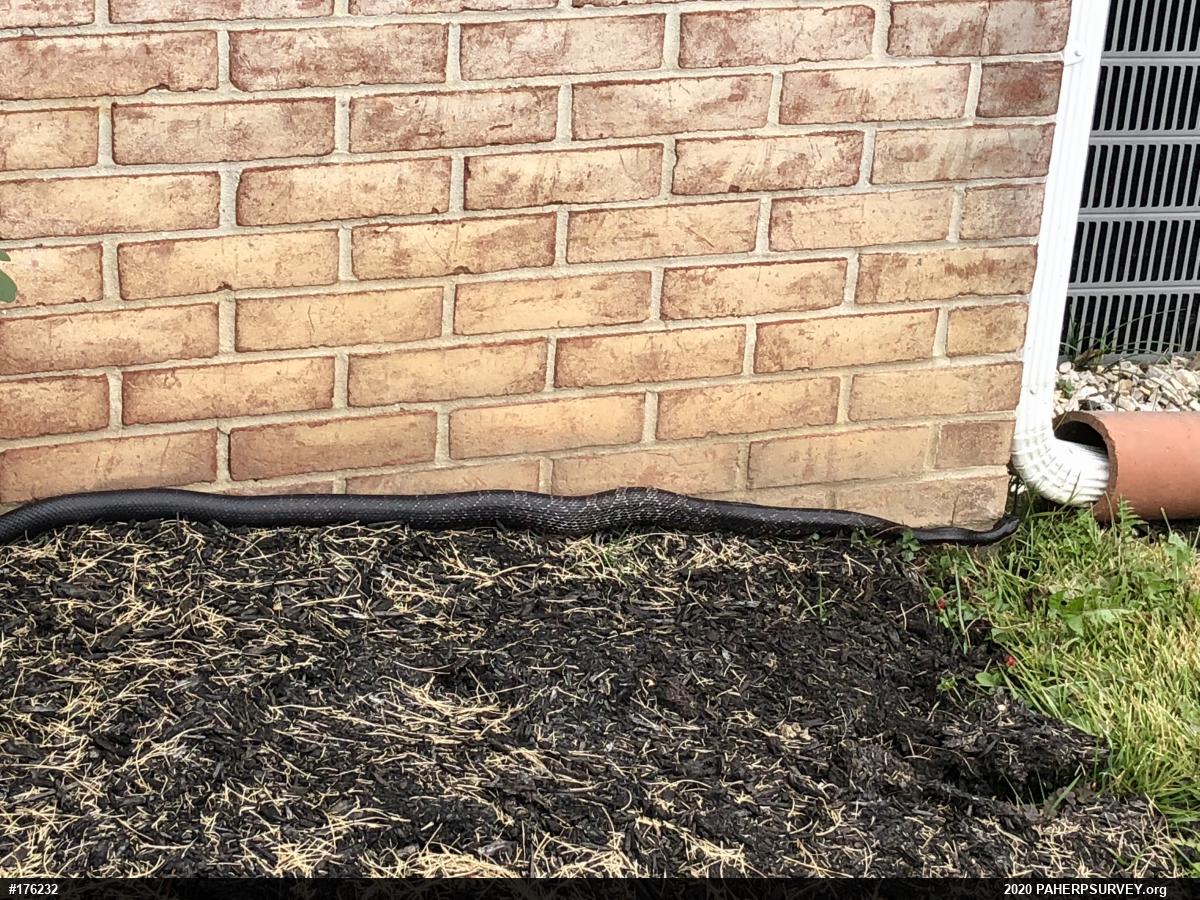 Eastern Ratsnake