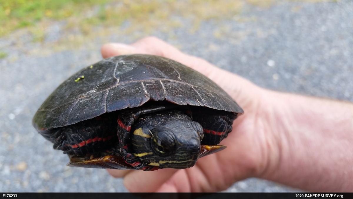Painted Turtle