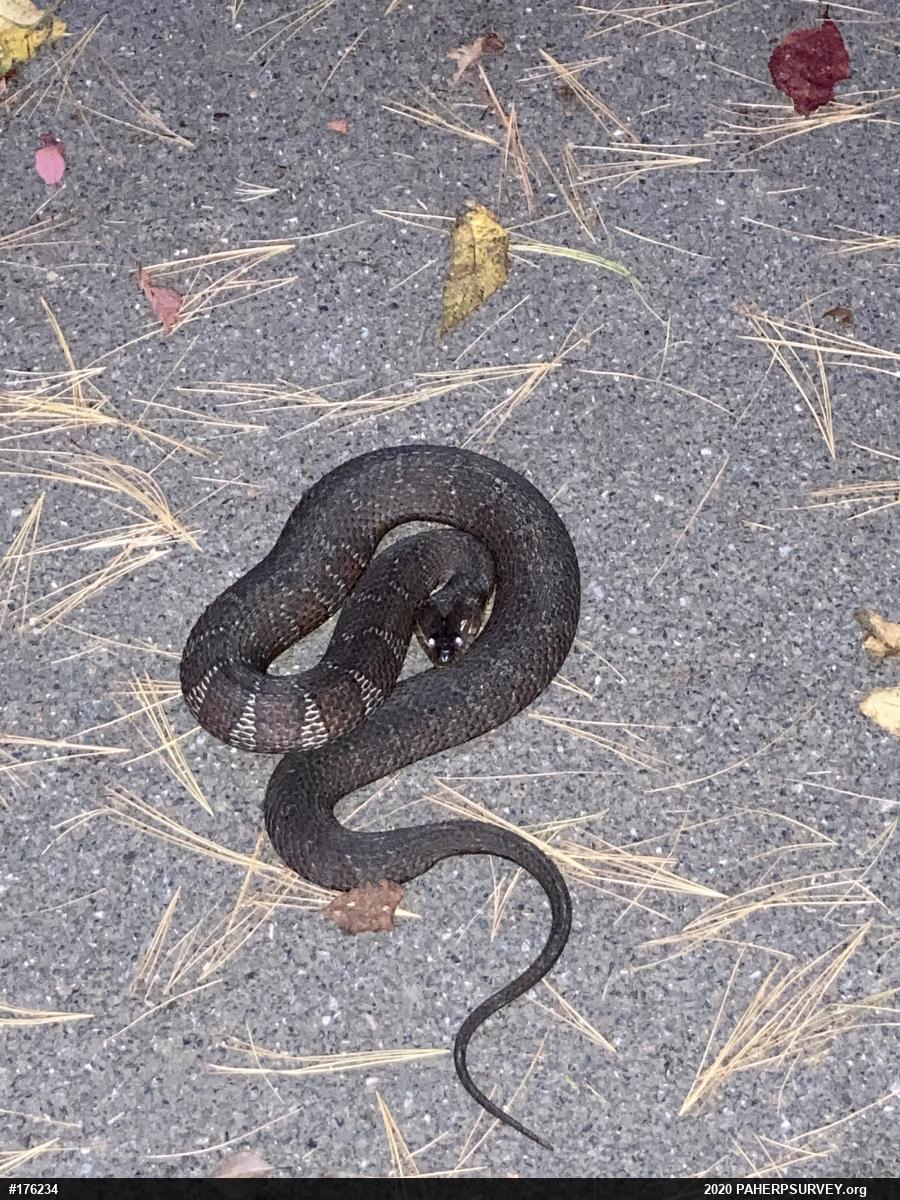 Northern Watersnake