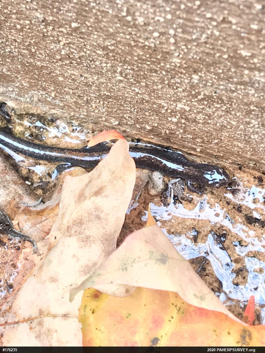 Eastern Red-backed  Salamander