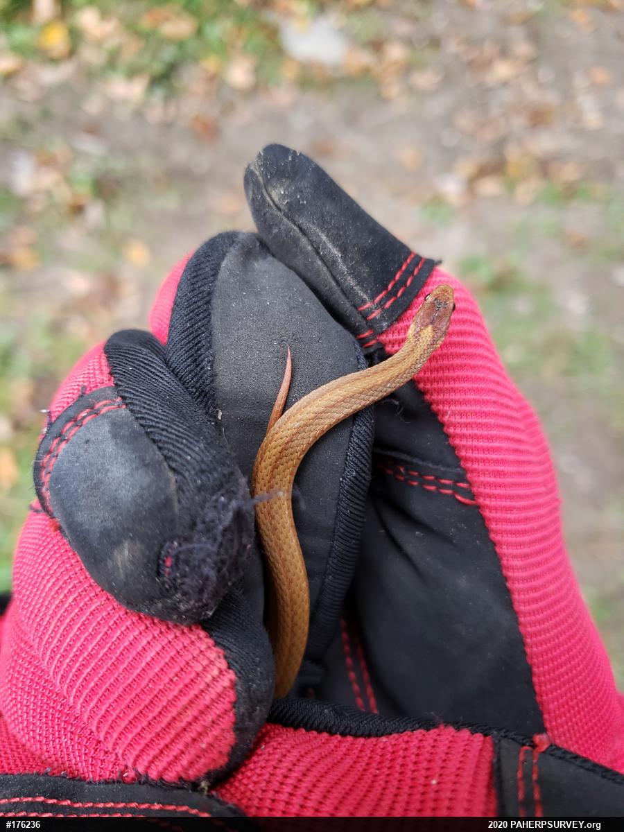 Red-bellied Snake