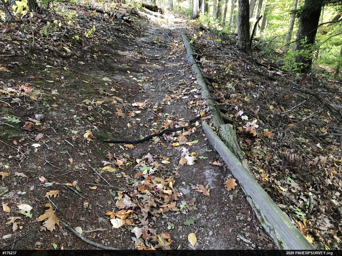 Eastern Ratsnake