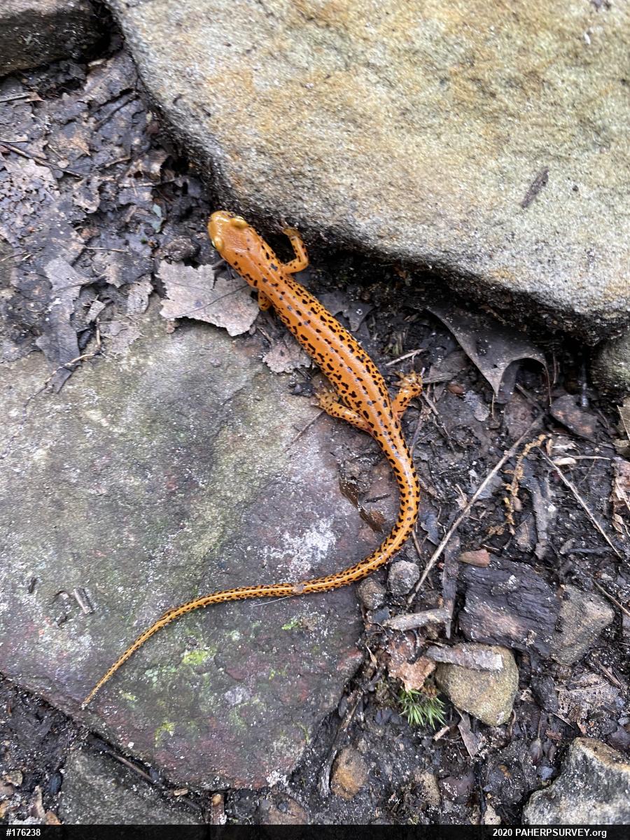 Eastern Long-tailed Salamander