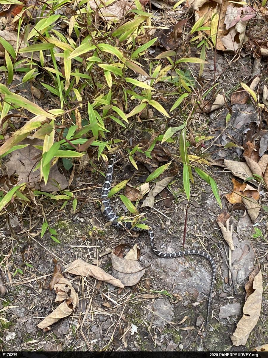 Eastern Ratsnake