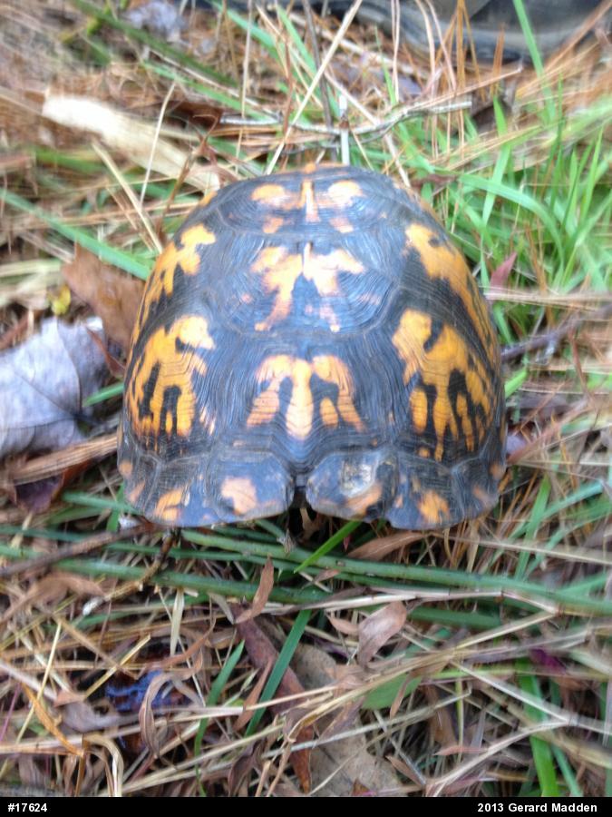 Eastern Box Turtle