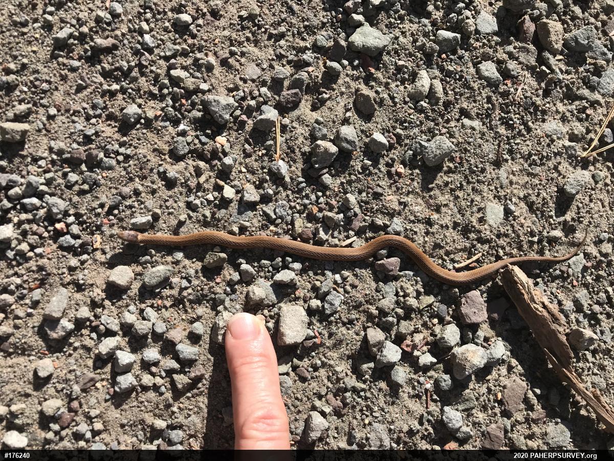 Red-bellied Snake
