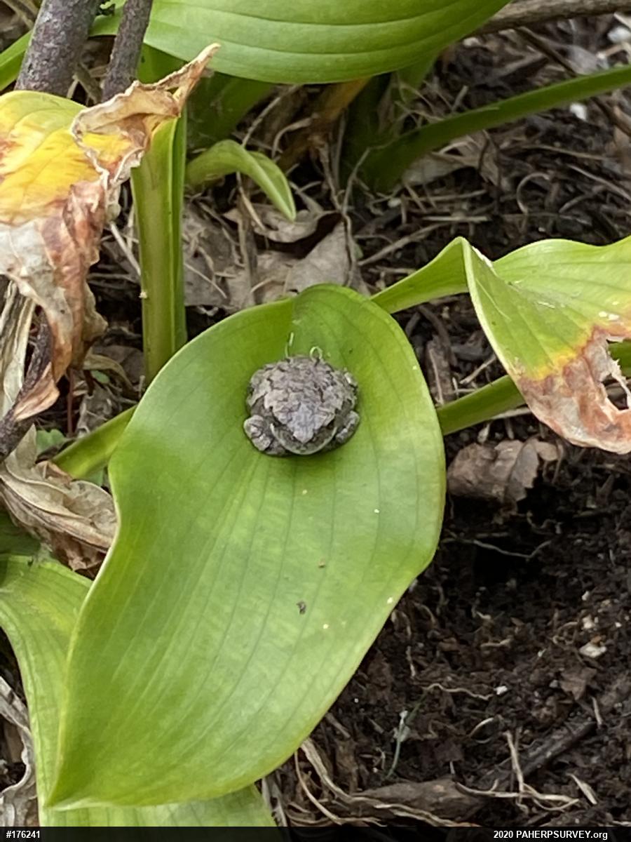 Unknown Gray Treefrog
