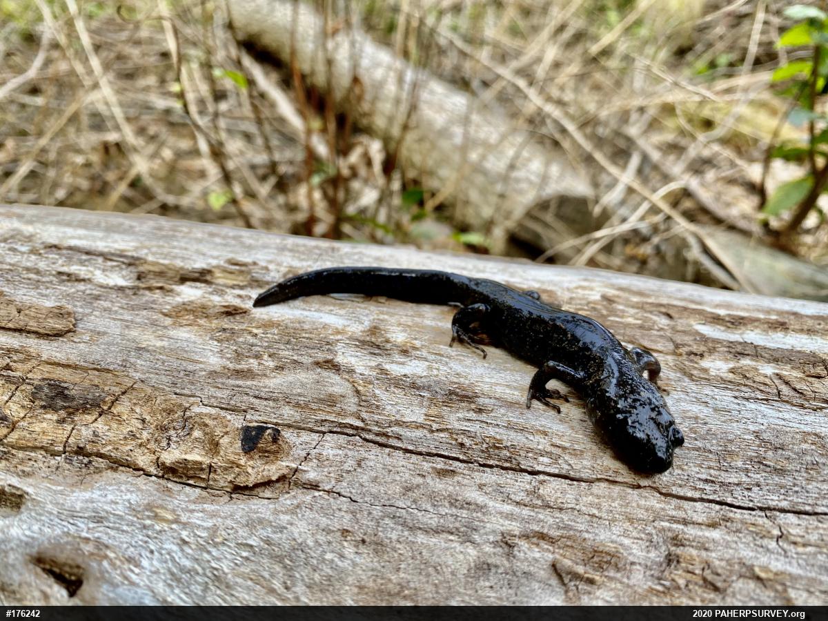 Jefferson Salamander