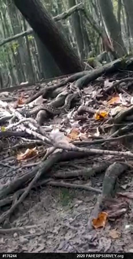 Eastern Hog-nosed Snake