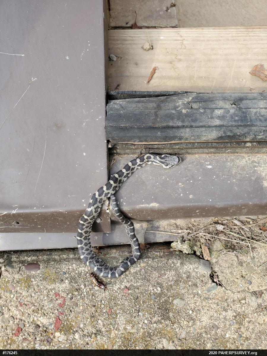 Eastern Ratsnake