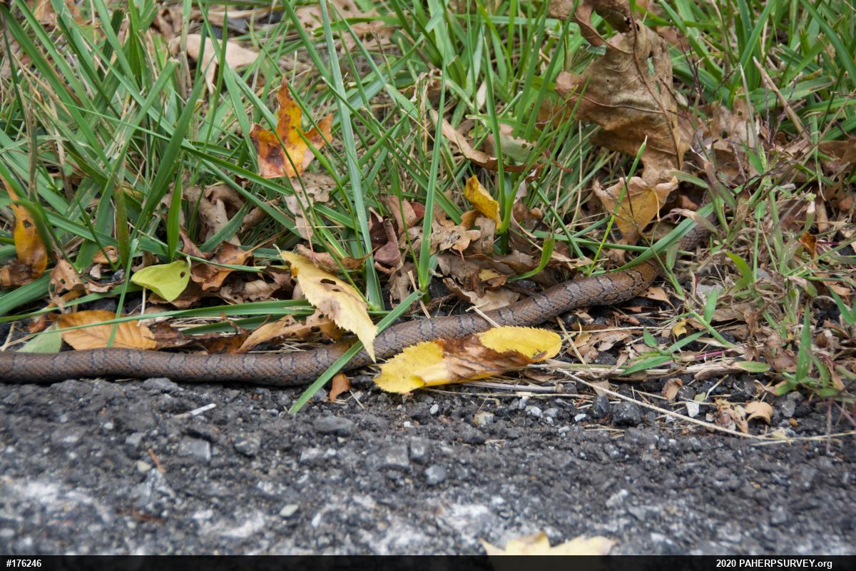 Eastern Milksnake