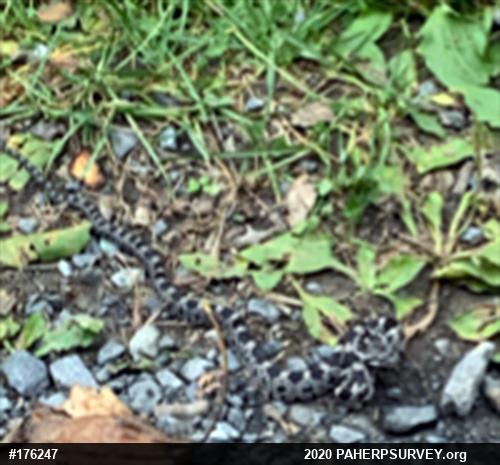 Eastern Ratsnake