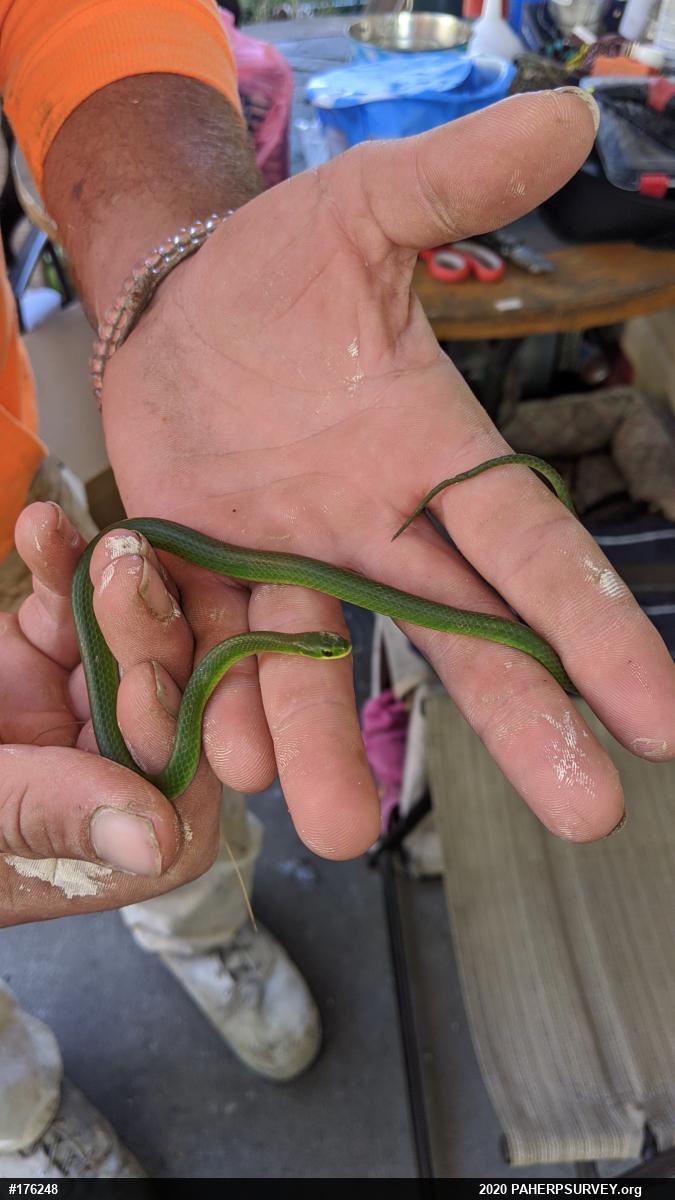 Smooth Greensnake