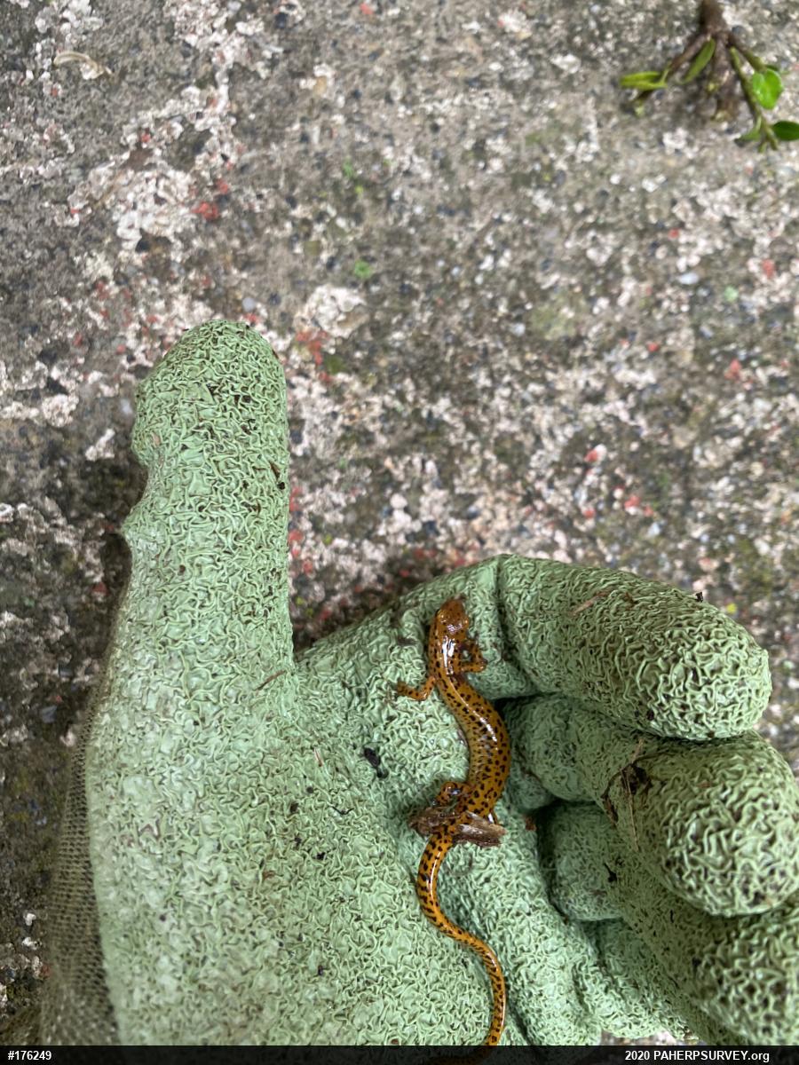Eastern Long-tailed Salamander