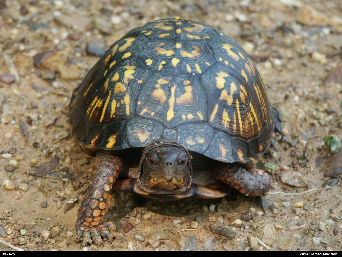 Eastern Box Turtle