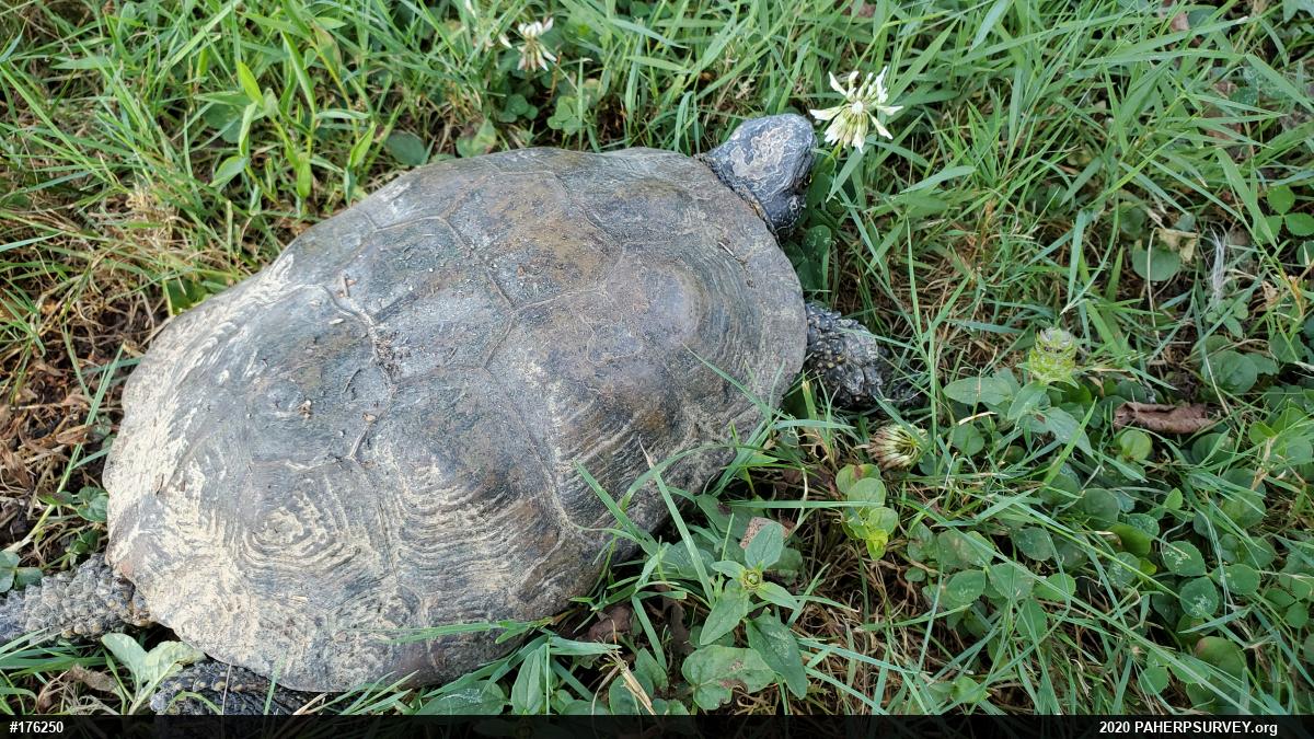 Wood Turtle