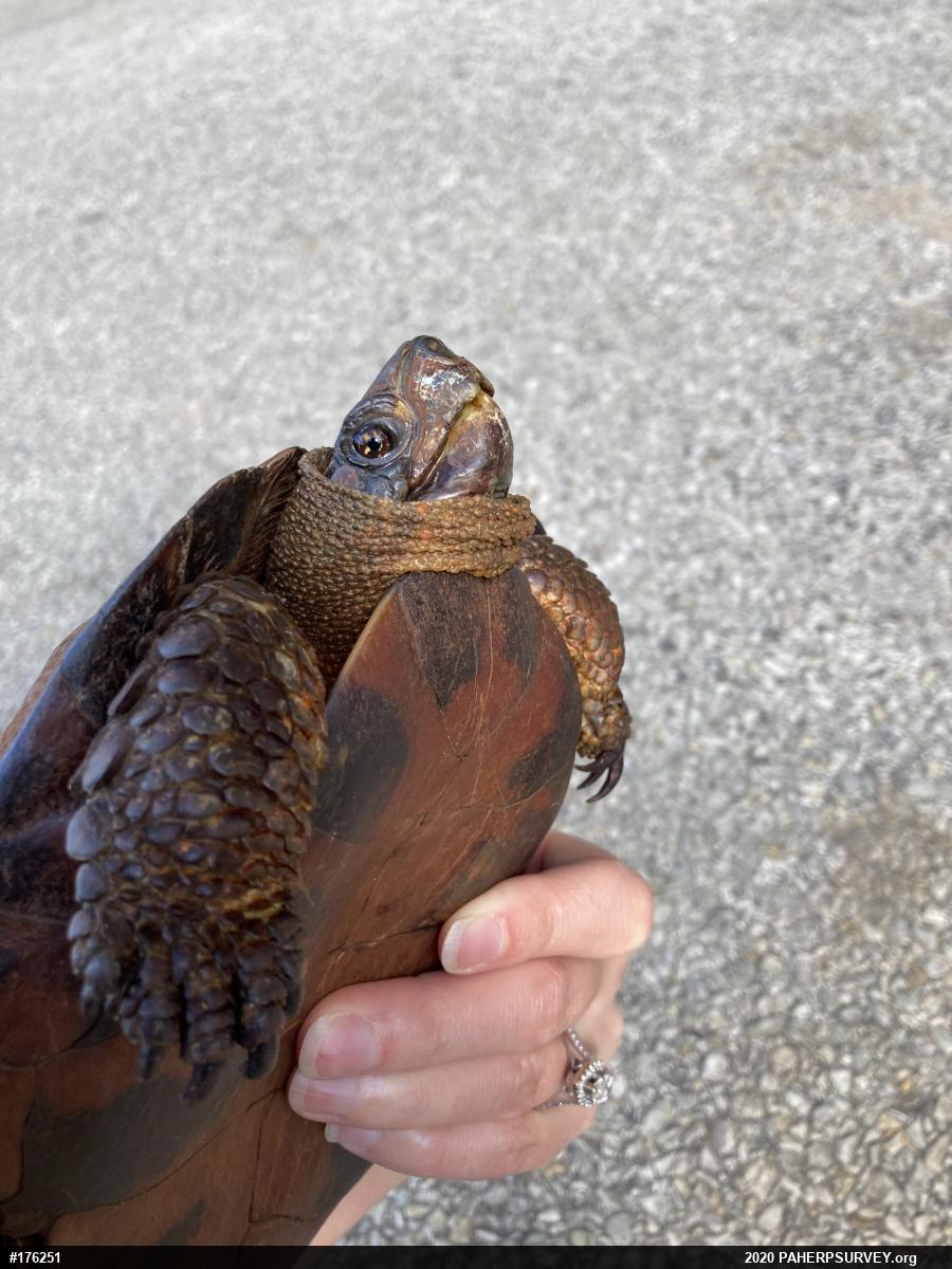 Wood Turtle