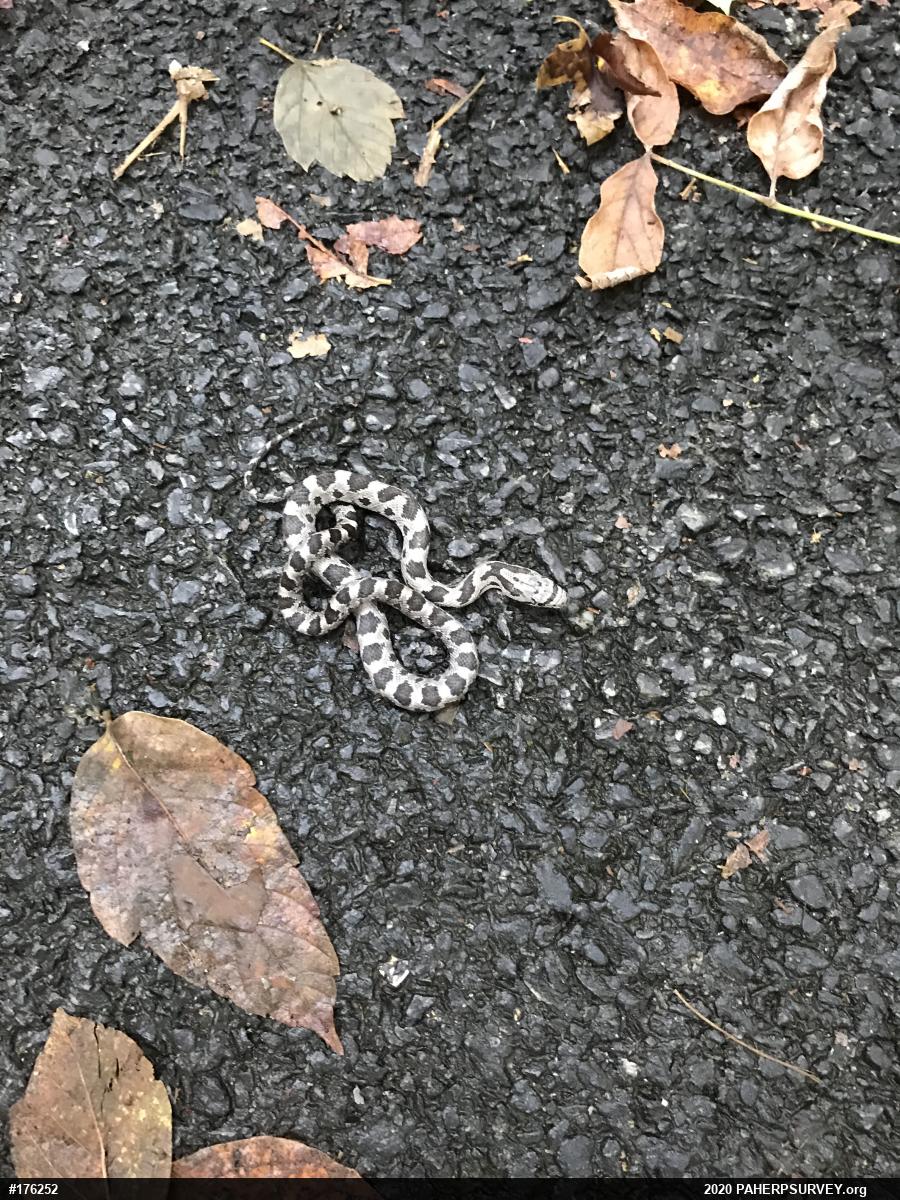 Eastern Ratsnake