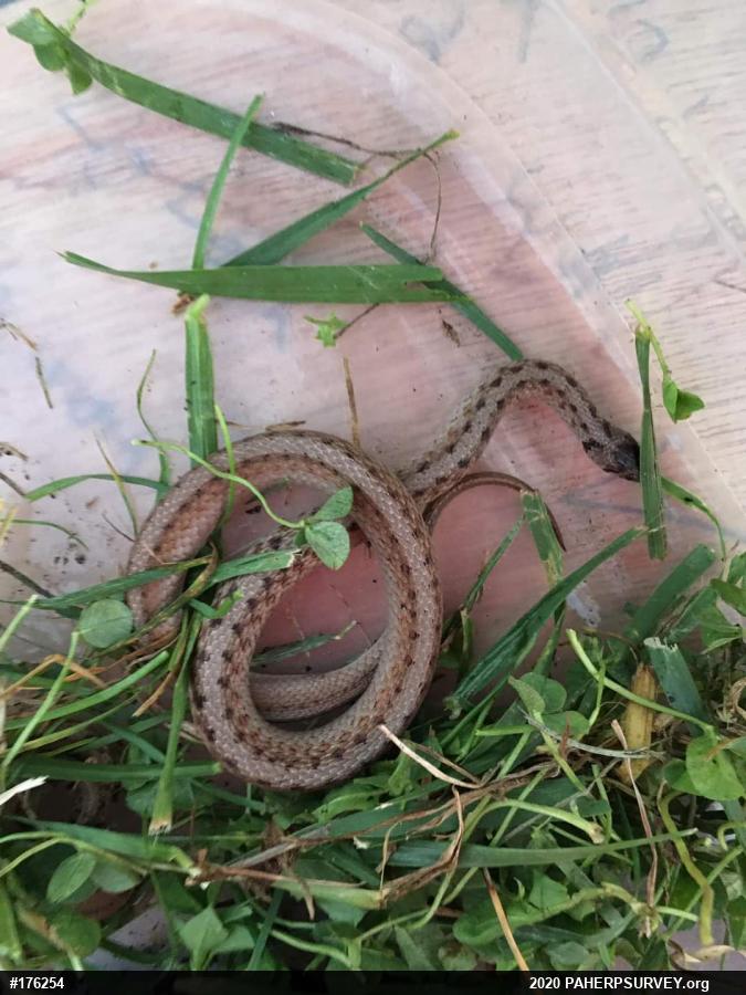 Dekay's Brownsnake