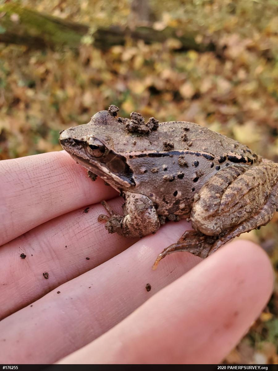Wood Frog