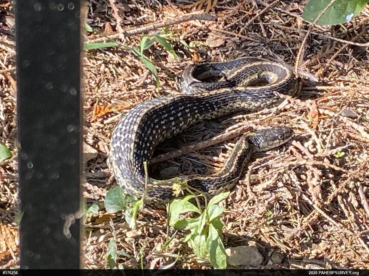 Eastern Gartersnake