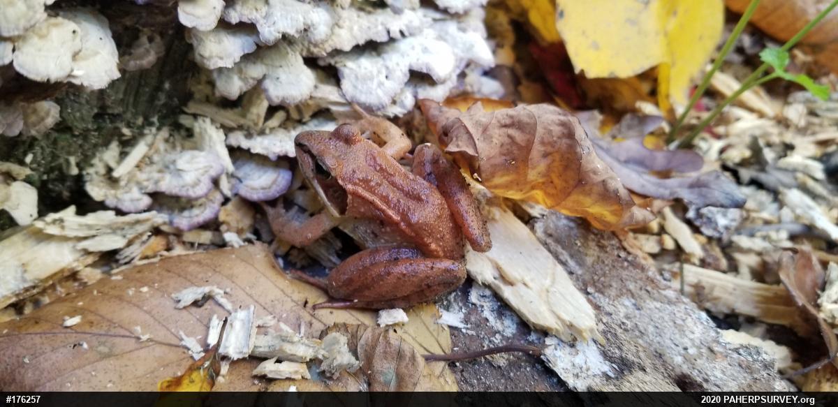 Wood Frog