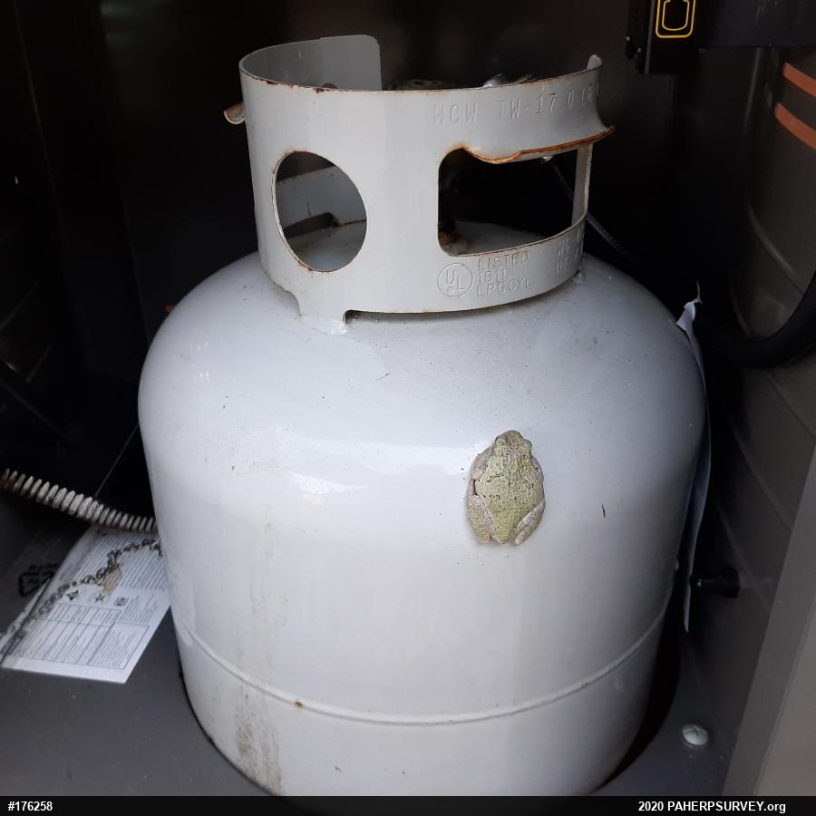 Unknown Gray Treefrog