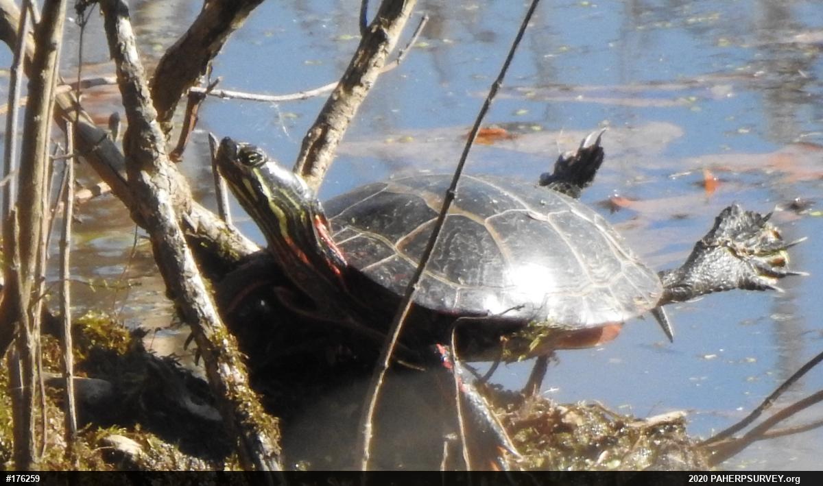Eastern Painted Turtle